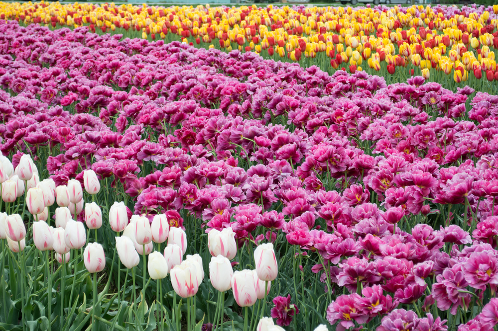 what flowers should I plant in the fall? Tulips