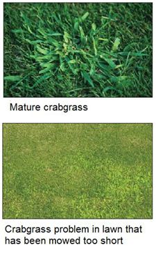 what crabgrass looks like